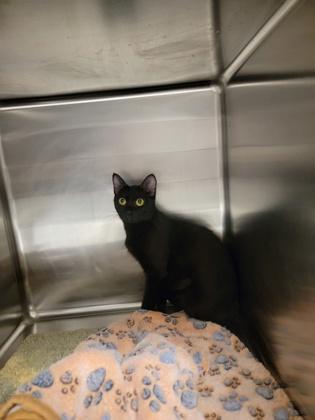 Enlarge Sprite, a Adoptable mixed breed in Fergus Falls, MN image 1/1