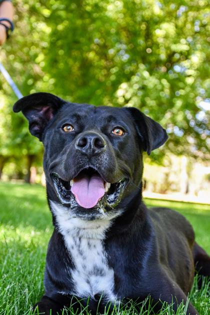 Enlarge Benny, a Adoptable mixed breed in Yakima, WA image 1/3