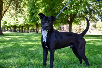 Enlarge Benny, a Adoptable mixed breed in Yakima, WA image 2/3