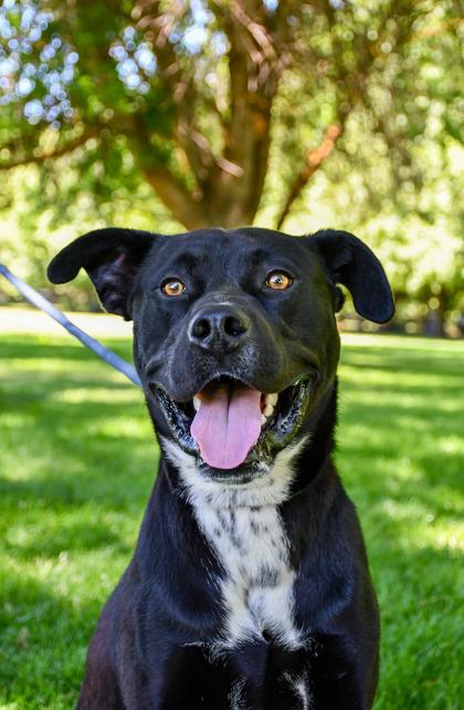 Enlarge Benny, a Adoptable mixed breed in Yakima, WA image 3/3