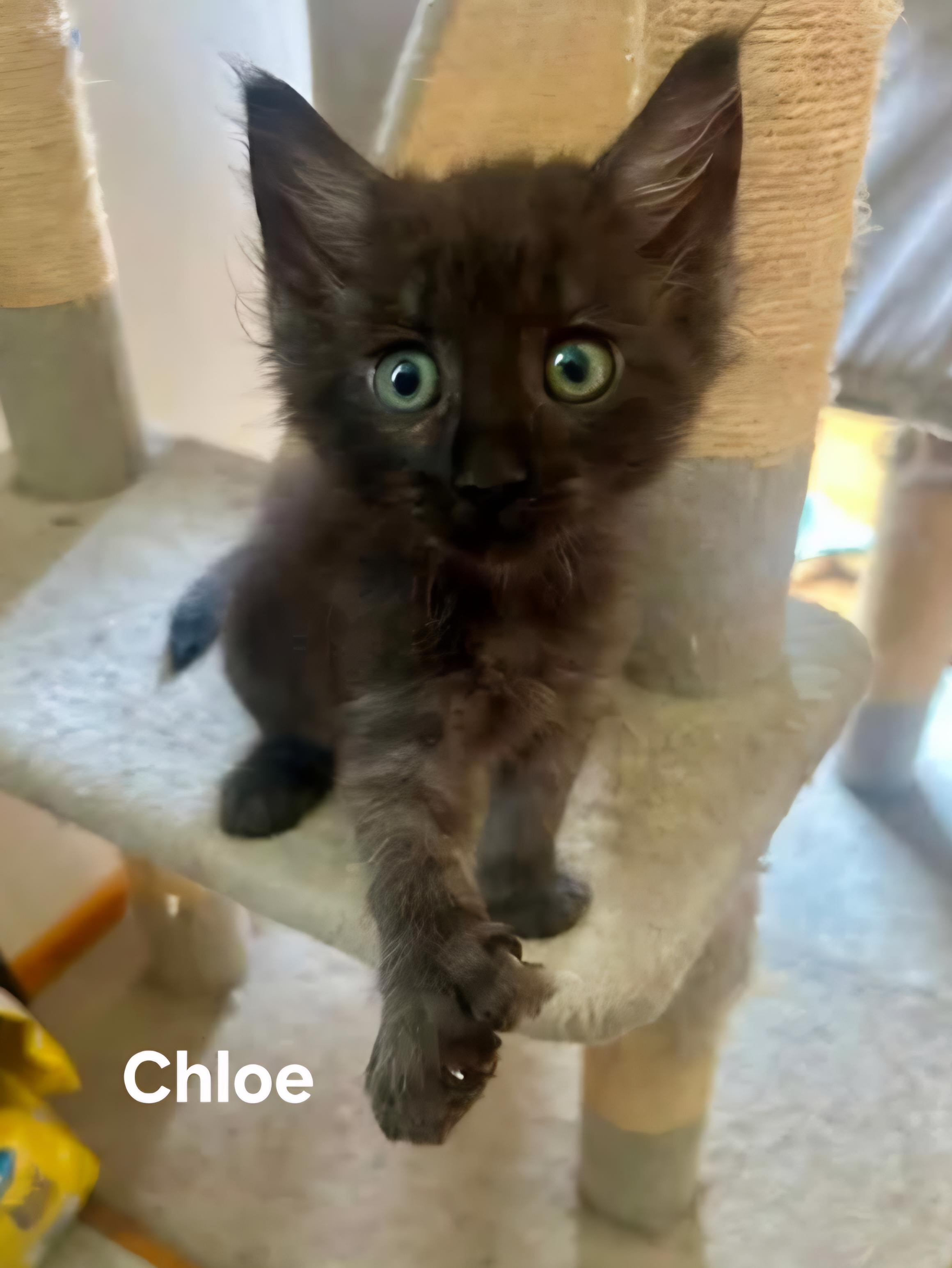 Enlarge Chloe, an adopted mixed breed in Chicopee, MA image 1/1