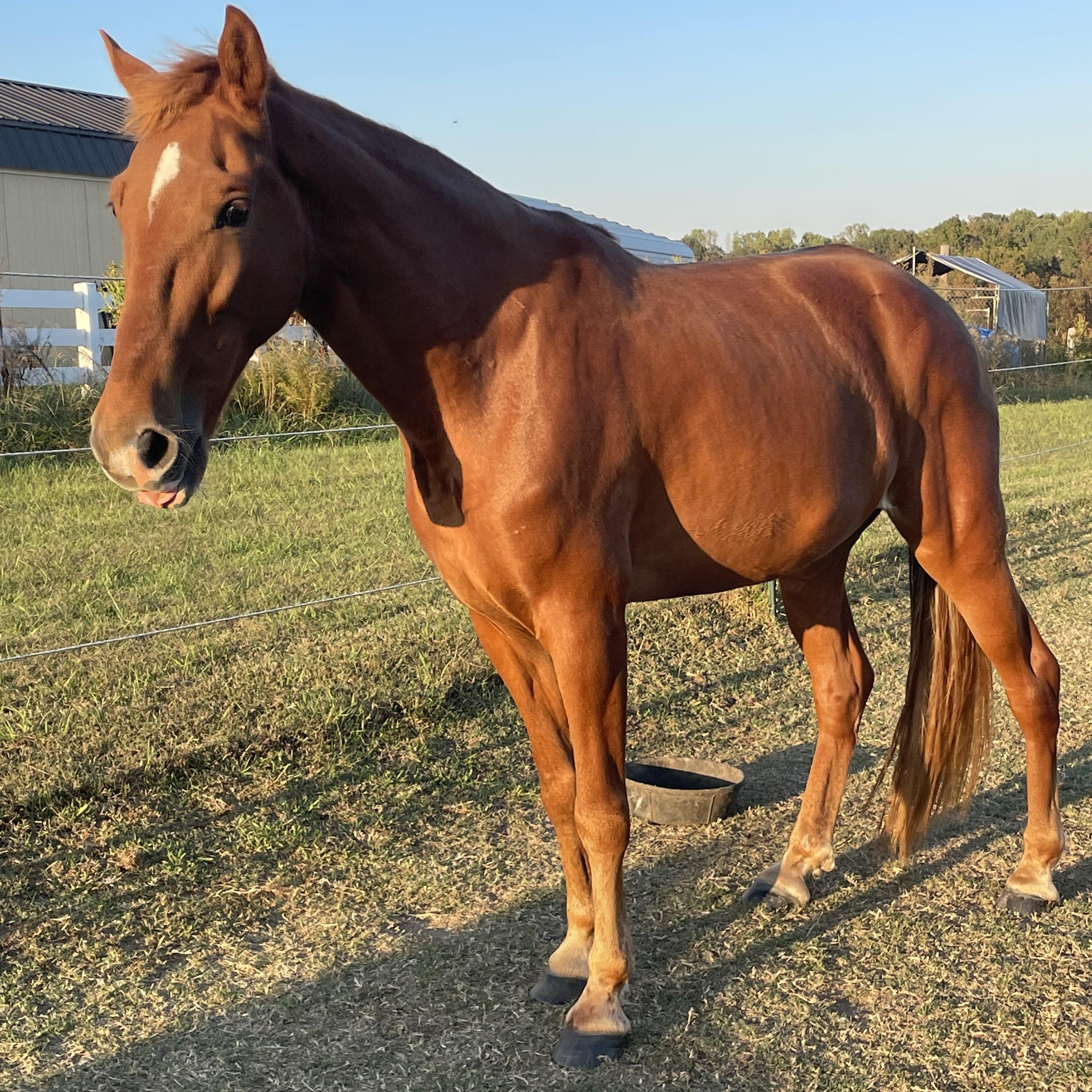 Snap, ADOPTABLE, Adult Male Tennessee Walker.