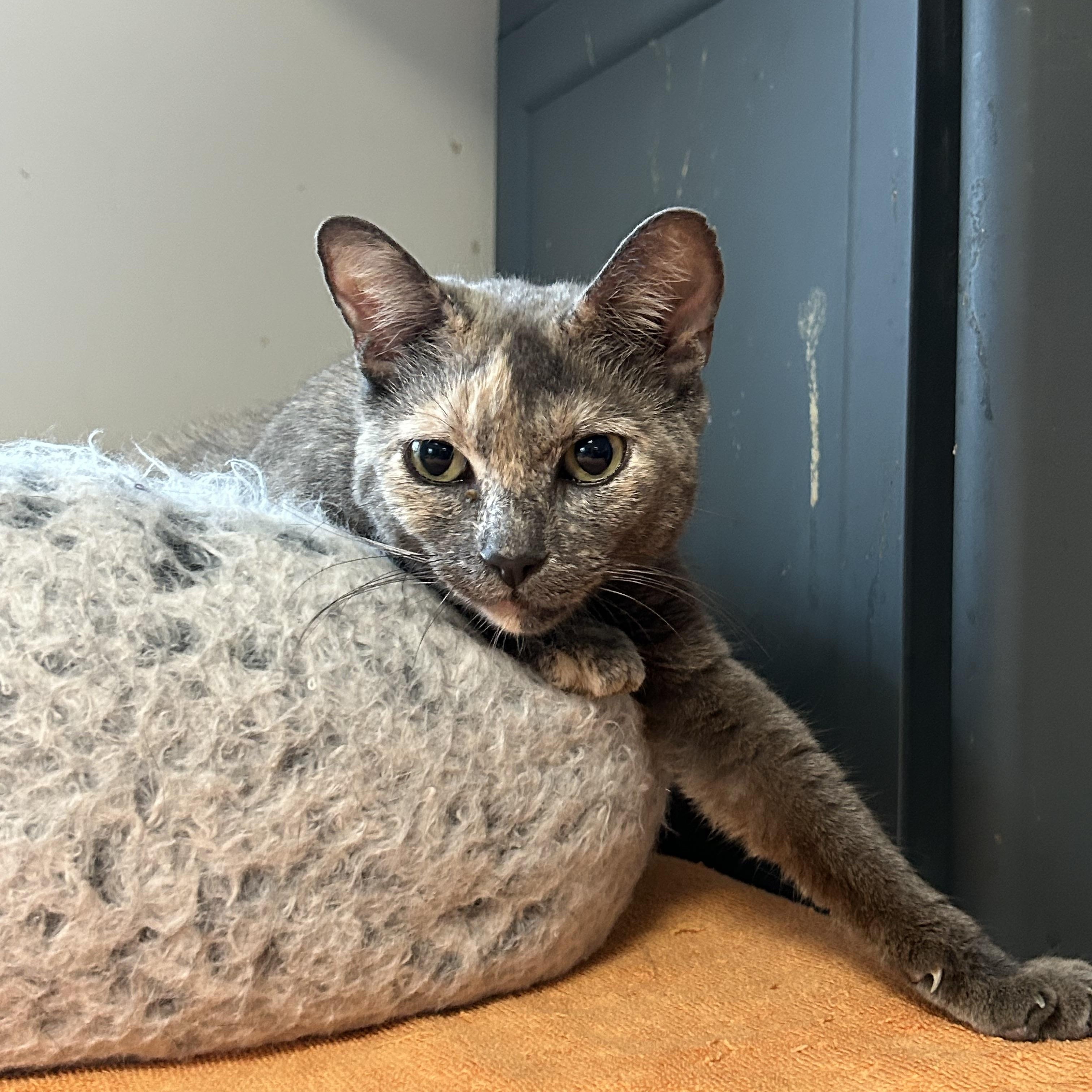 Callie, Adoptable, Adult Female Domestic Short Hair.