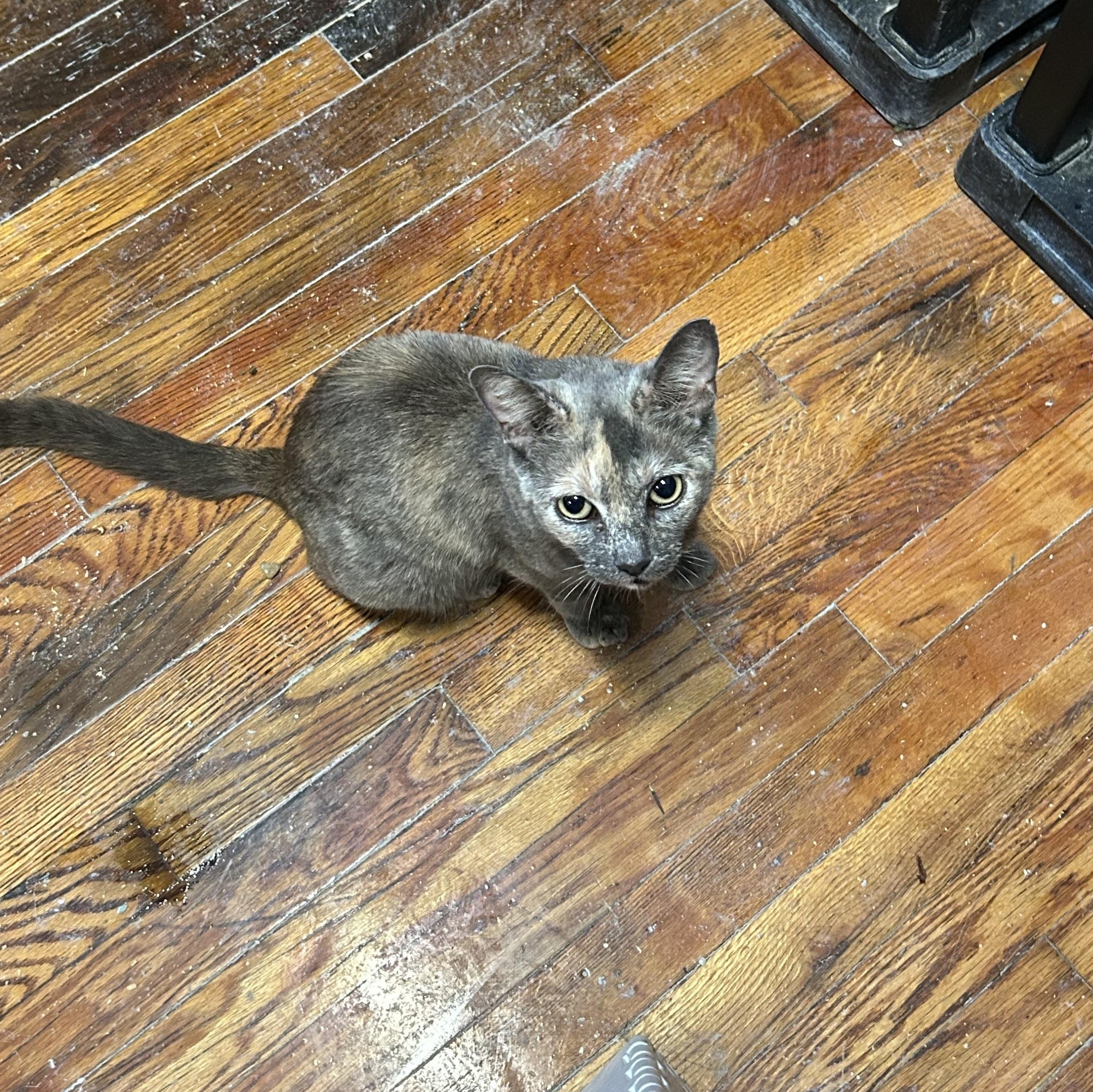 Enlarge Callie, a Adoptable Domestic Short Hair in Brooklyn, NY image 2/4