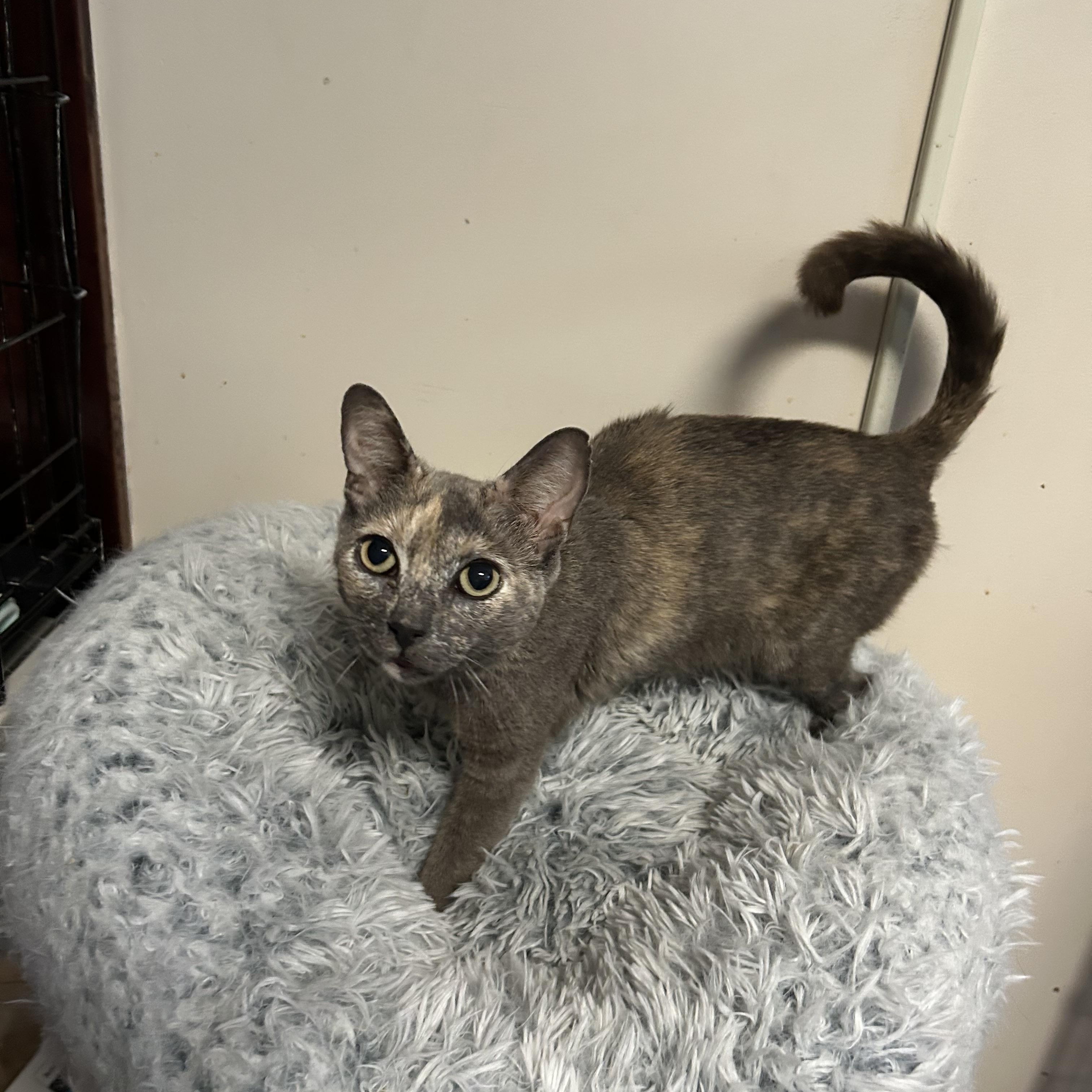 Enlarge Callie, a Adoptable Domestic Short Hair in Brooklyn, NY image 3/4