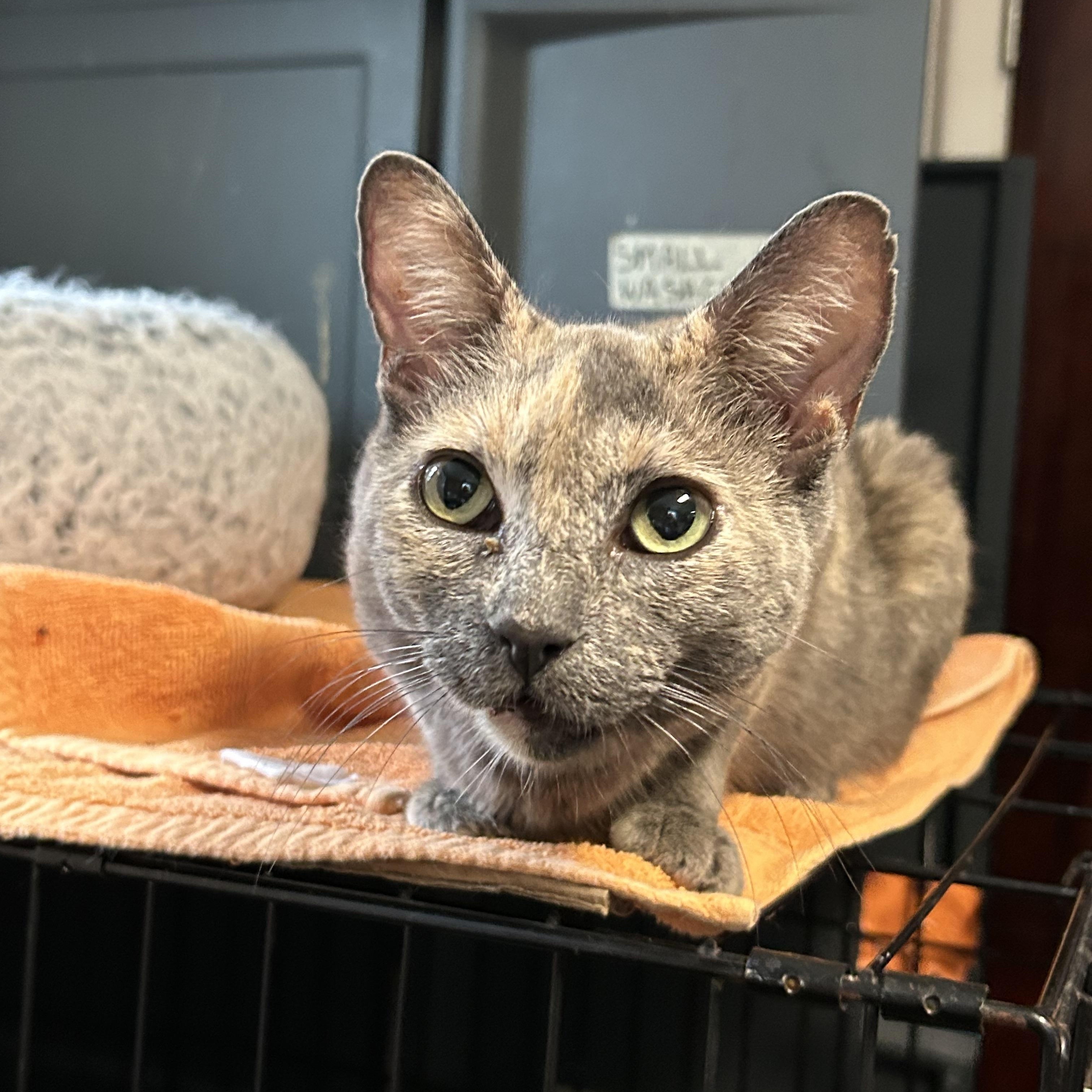 Enlarge Callie, a Adoptable Domestic Short Hair in Brooklyn, NY image 4/4