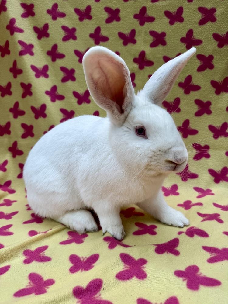 Wayne, Adoptable, Adult Male New Zealand.