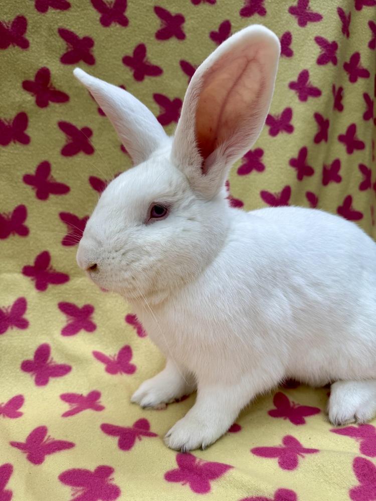 Enlarge Wayne, a Adoptable New Zealand in Gainesville, FL image 2/6