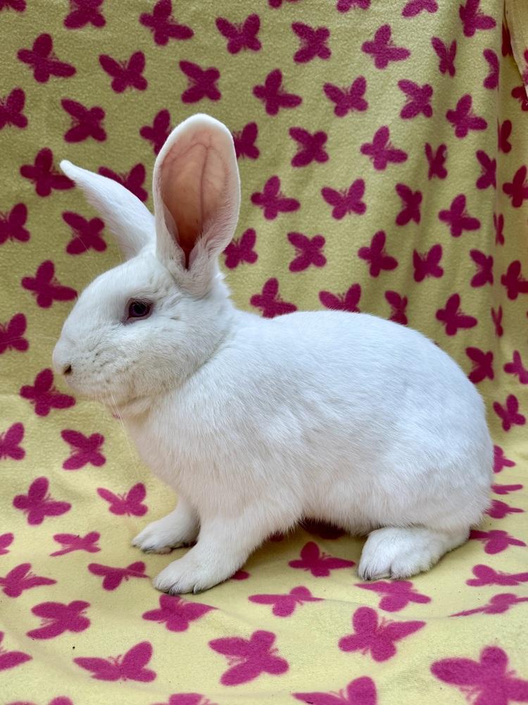 Enlarge Wayne, a Adoptable New Zealand in Gainesville, FL image 5/6