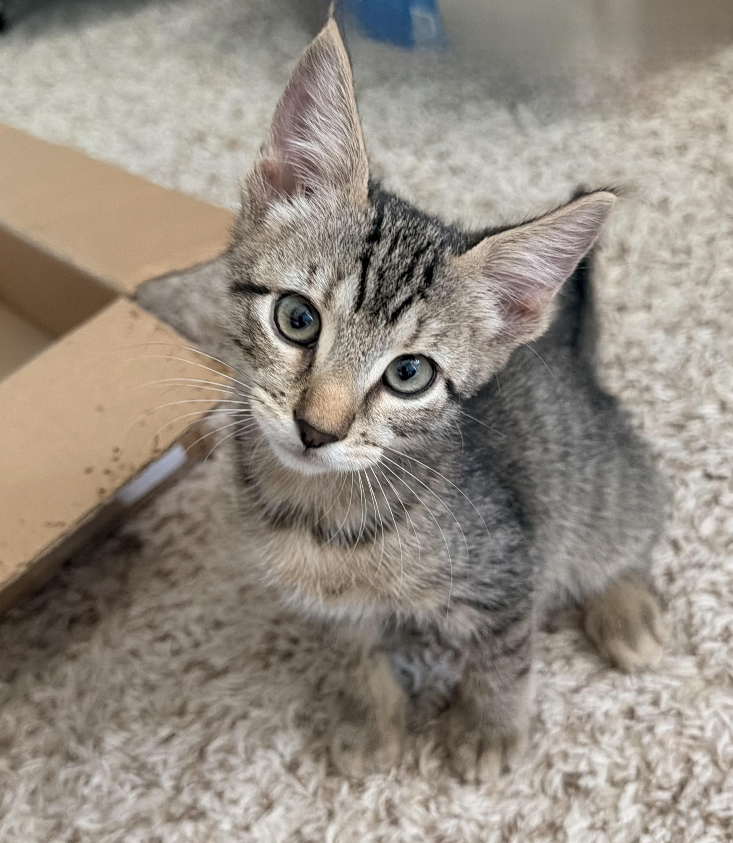 Enlarge Toby, a Adoptable Tabby in Melbourne, FL image 2/2