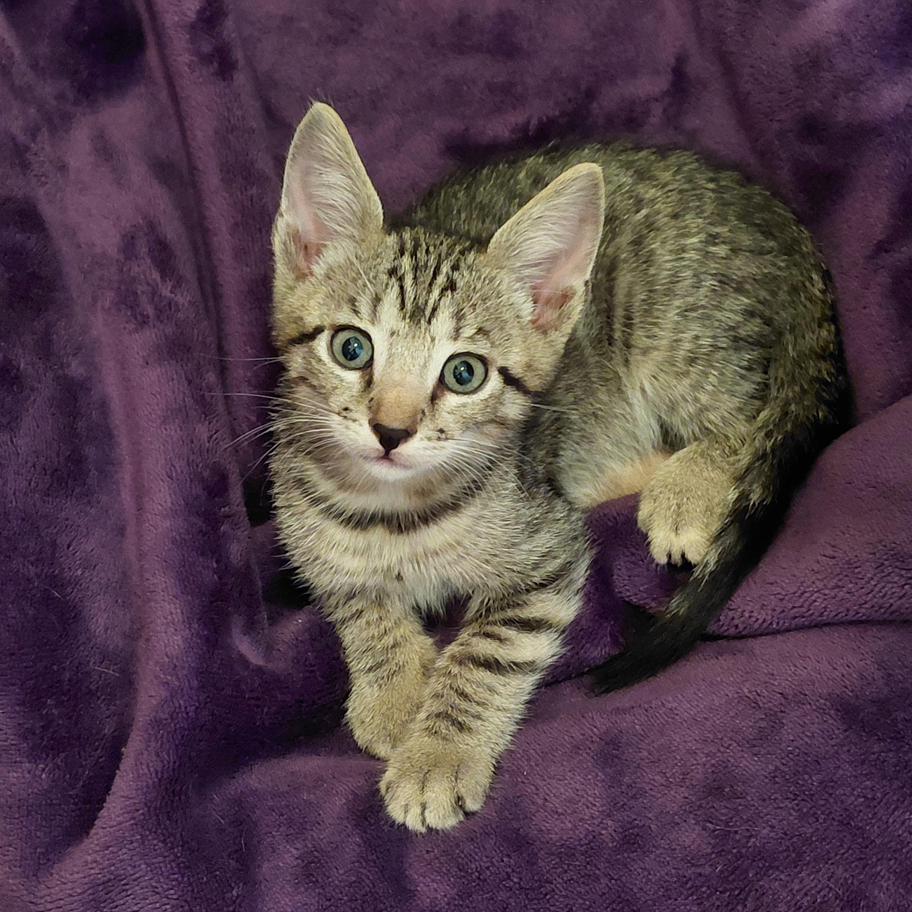 Toby, Adoptable, Kitten Male Tabby.