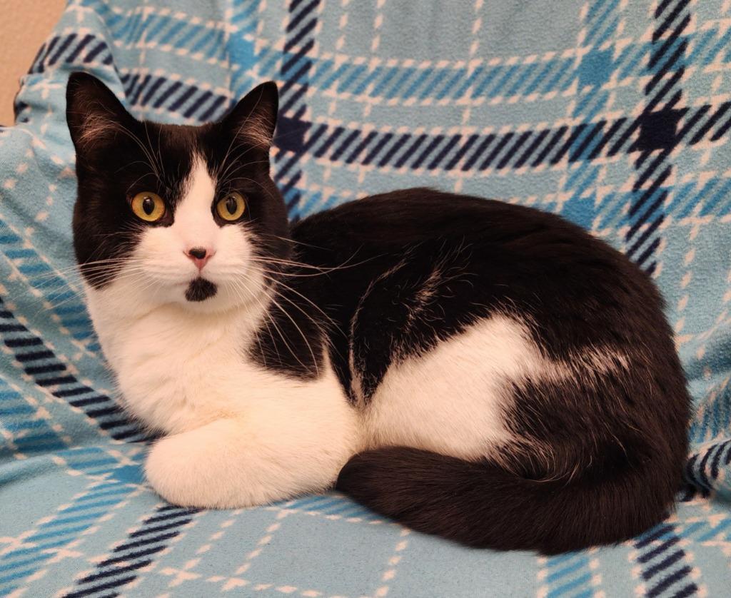 Batman, Adoptable, Young Male Domestic Short Hair.