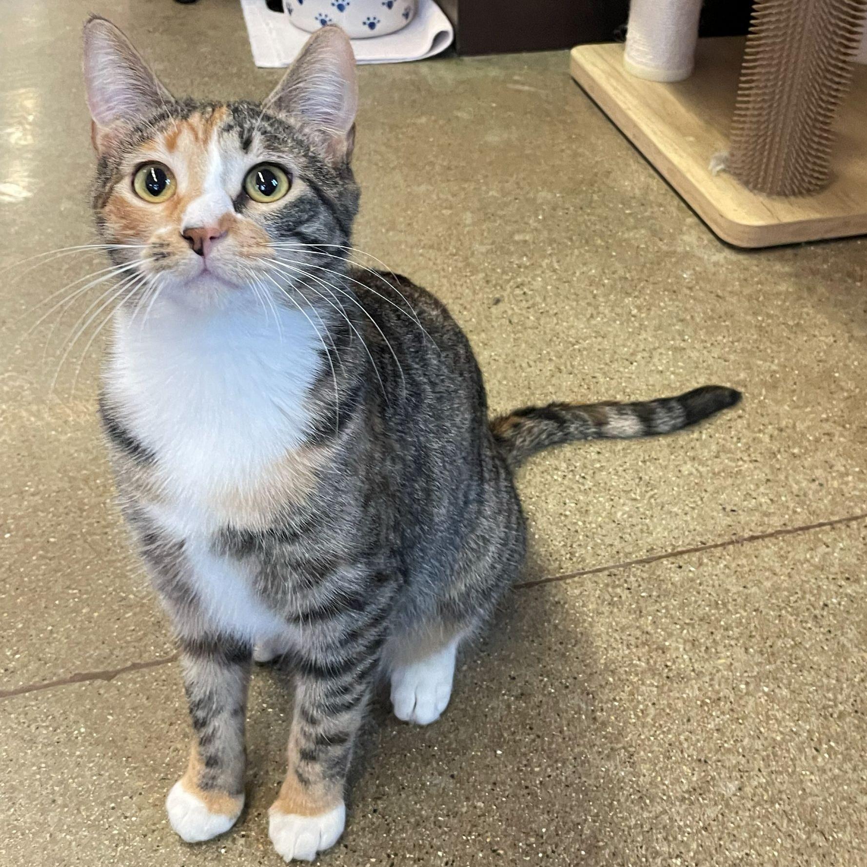 Enlarge Phyllis, a Adoptable Domestic Short Hair in Rochester, MN image 1/4