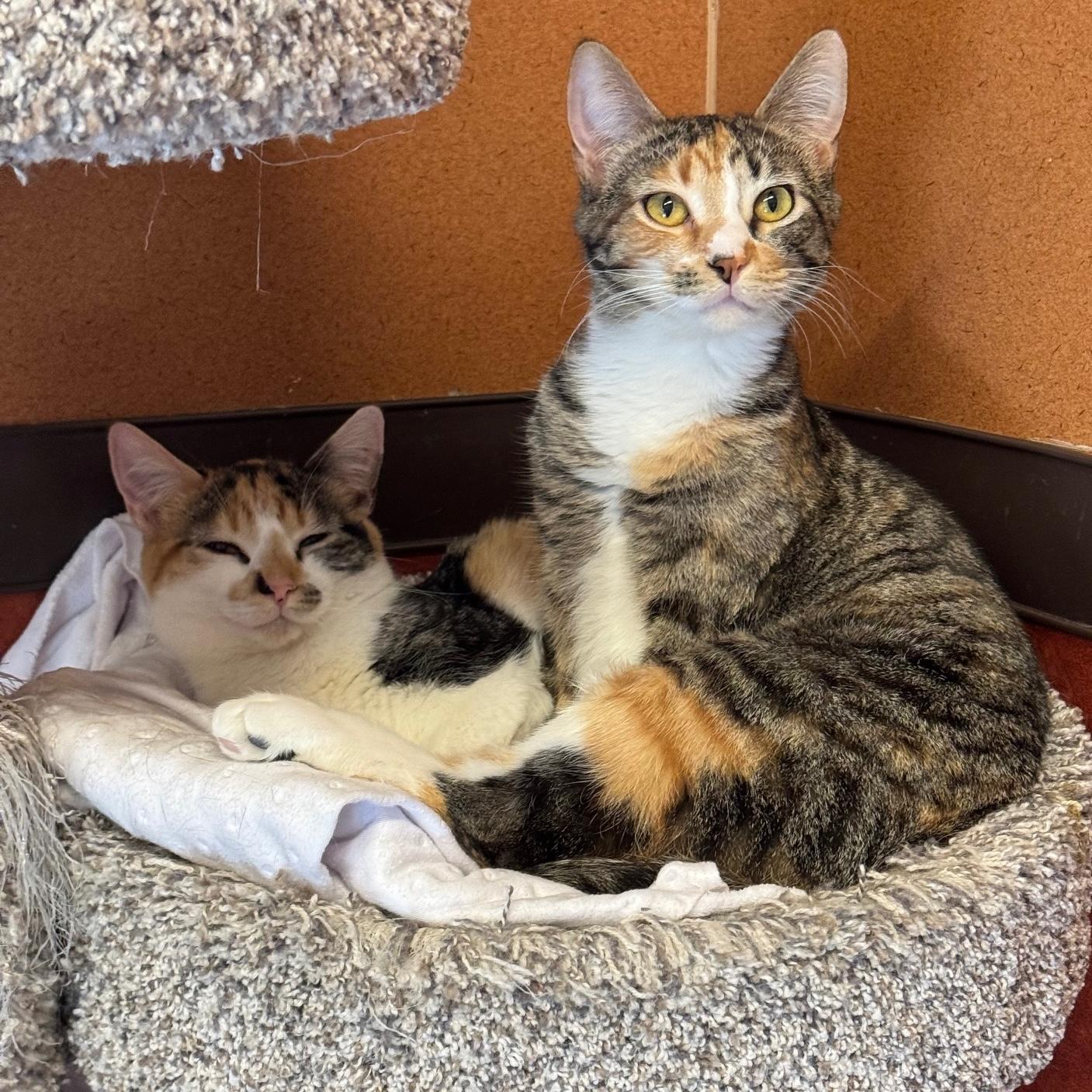 Enlarge Phyllis, a Adoptable Domestic Short Hair in Rochester, MN image 3/4