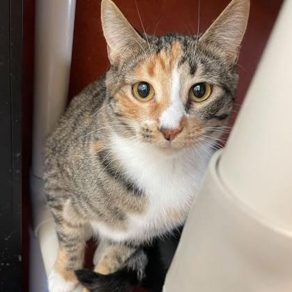Enlarge Phyllis, a Adoptable Domestic Short Hair in Rochester, MN image 1/2