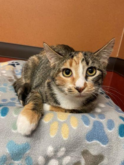 Enlarge Phyllis, a Adoptable Domestic Short Hair in Rochester, MN image 2/2