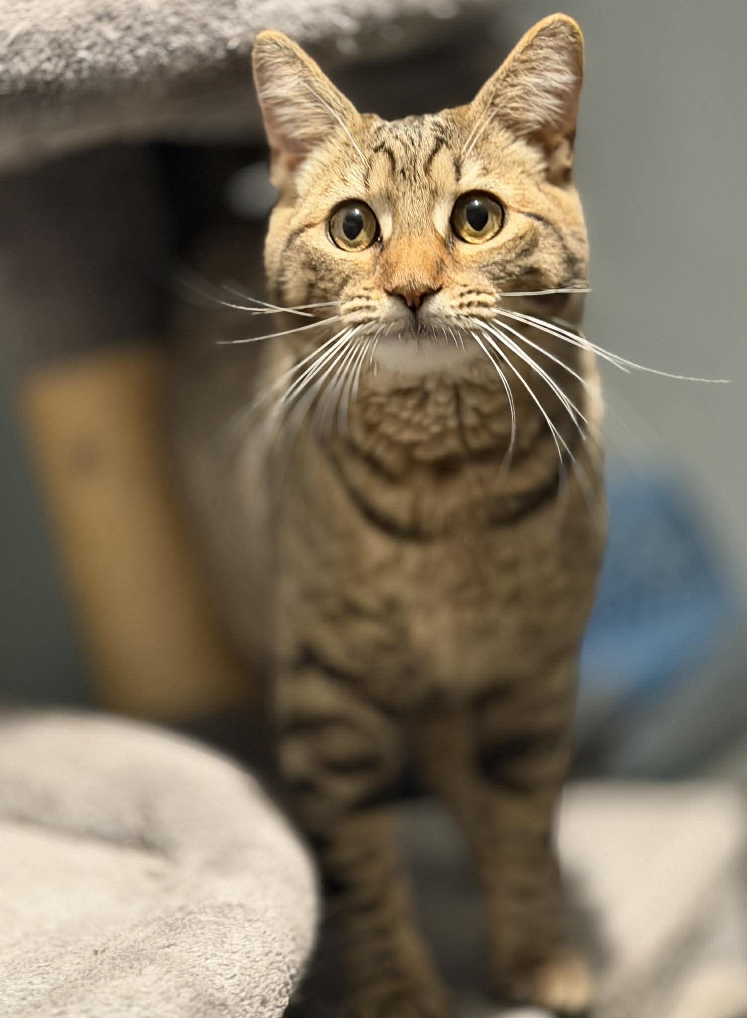 Enlarge Juniper, a Adoptable Domestic Short Hair in Hanover, PA image 1/3