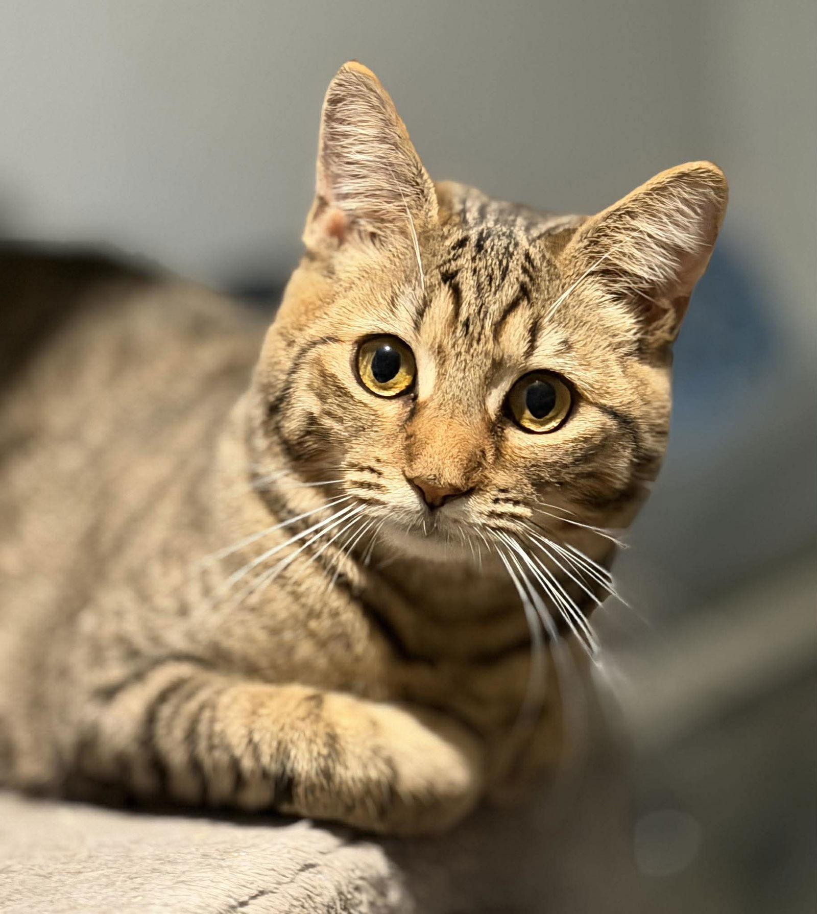 Enlarge Juniper, a Adoptable Domestic Short Hair in Hanover, PA image 2/3