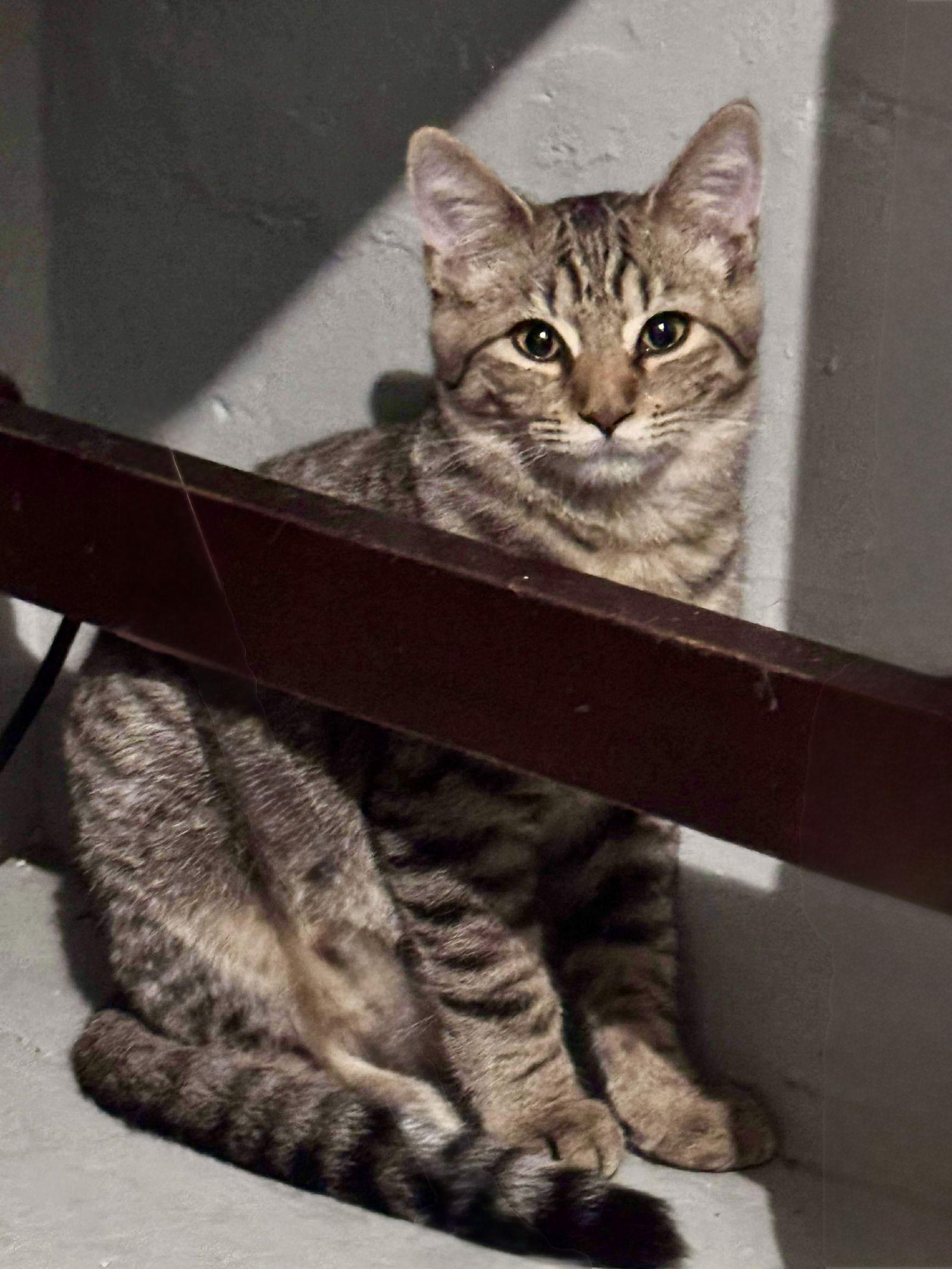 Enlarge Juniper, a Adoptable Domestic Short Hair in Hanover, PA image 1/2