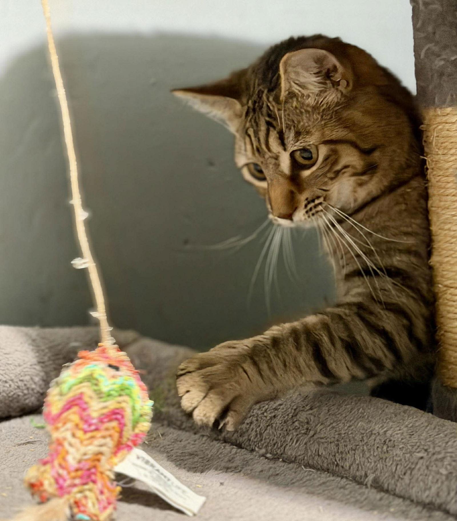 Enlarge Juniper, a Adoptable Domestic Short Hair in Hanover, PA image 3/3