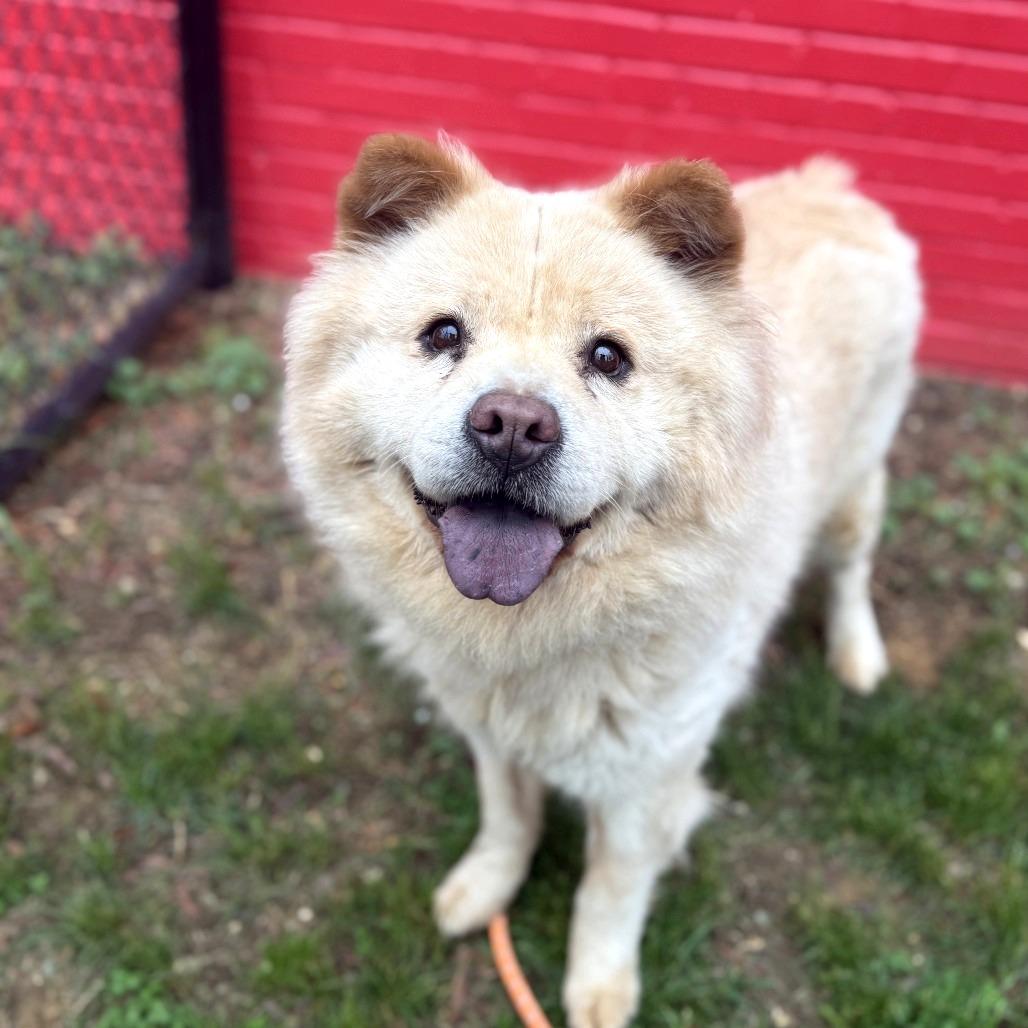 Lady, Adoptable, Adult Female Chow Chow.