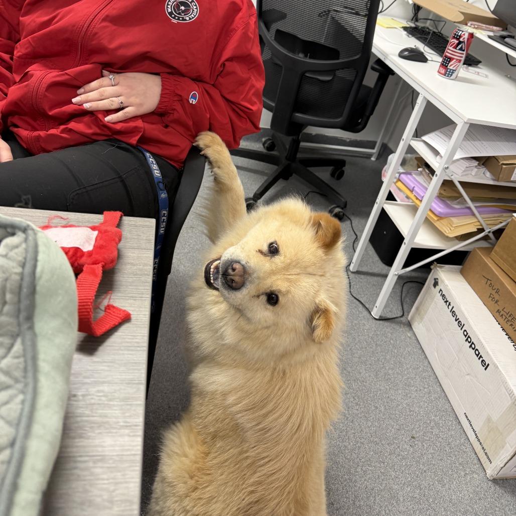 Enlarge Lady, a Adoptable Chow Chow in Dover, NH image 3/6