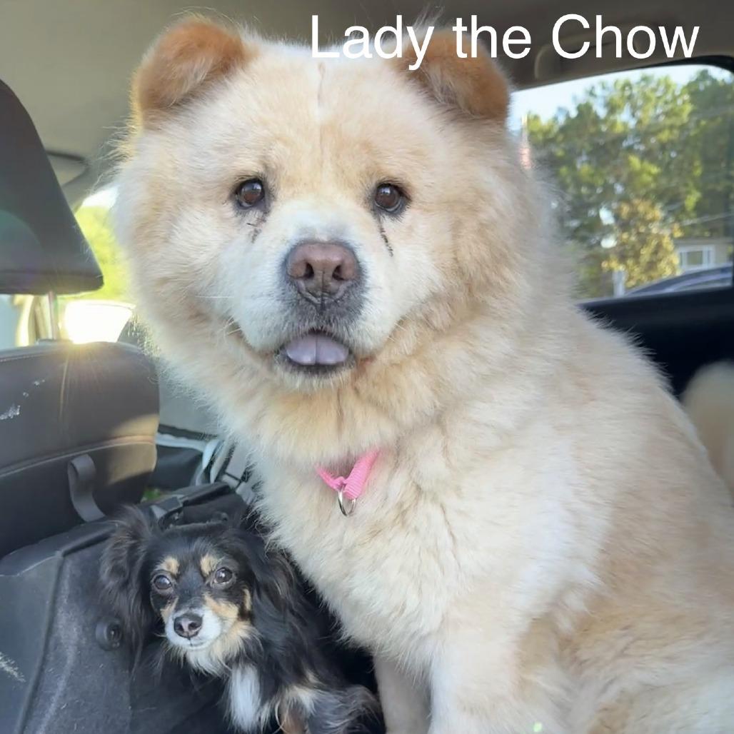 Enlarge Lady, a Adoptable Chow Chow in Dover, NH image 4/6