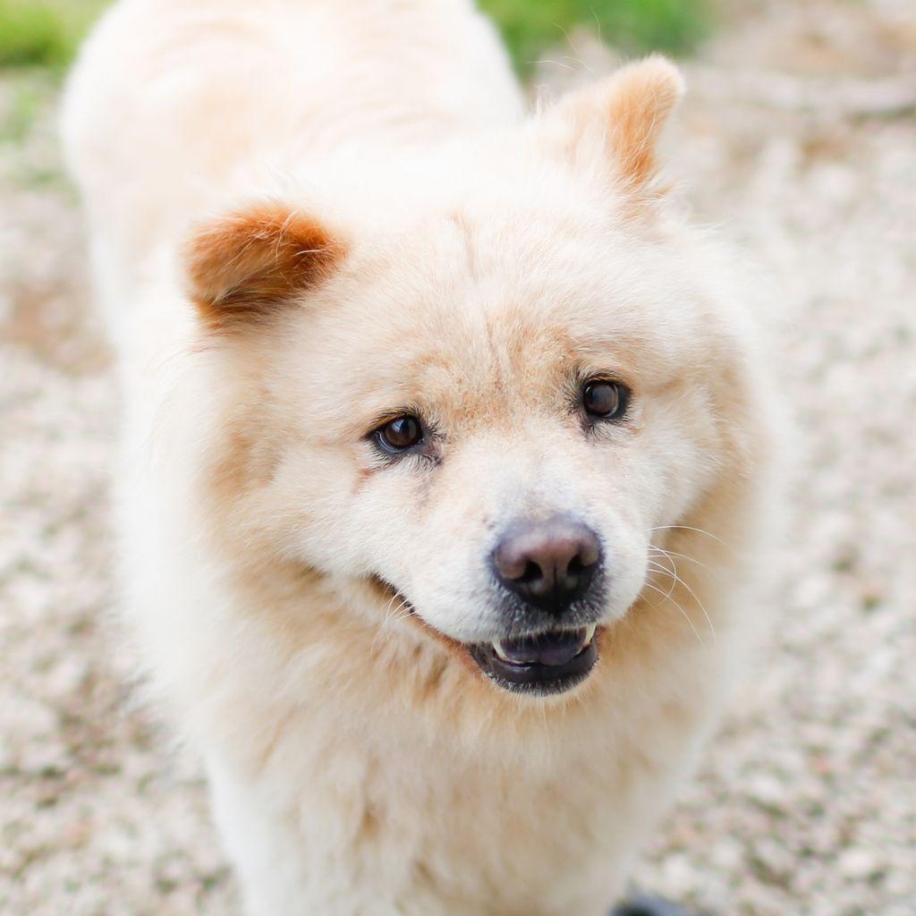 Enlarge Lady, a Adoptable Chow Chow in Dover, NH image 5/6