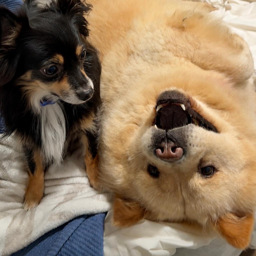 Enlarge Lady, a Adoptable Chow Chow in Dover, NH image 6/6
