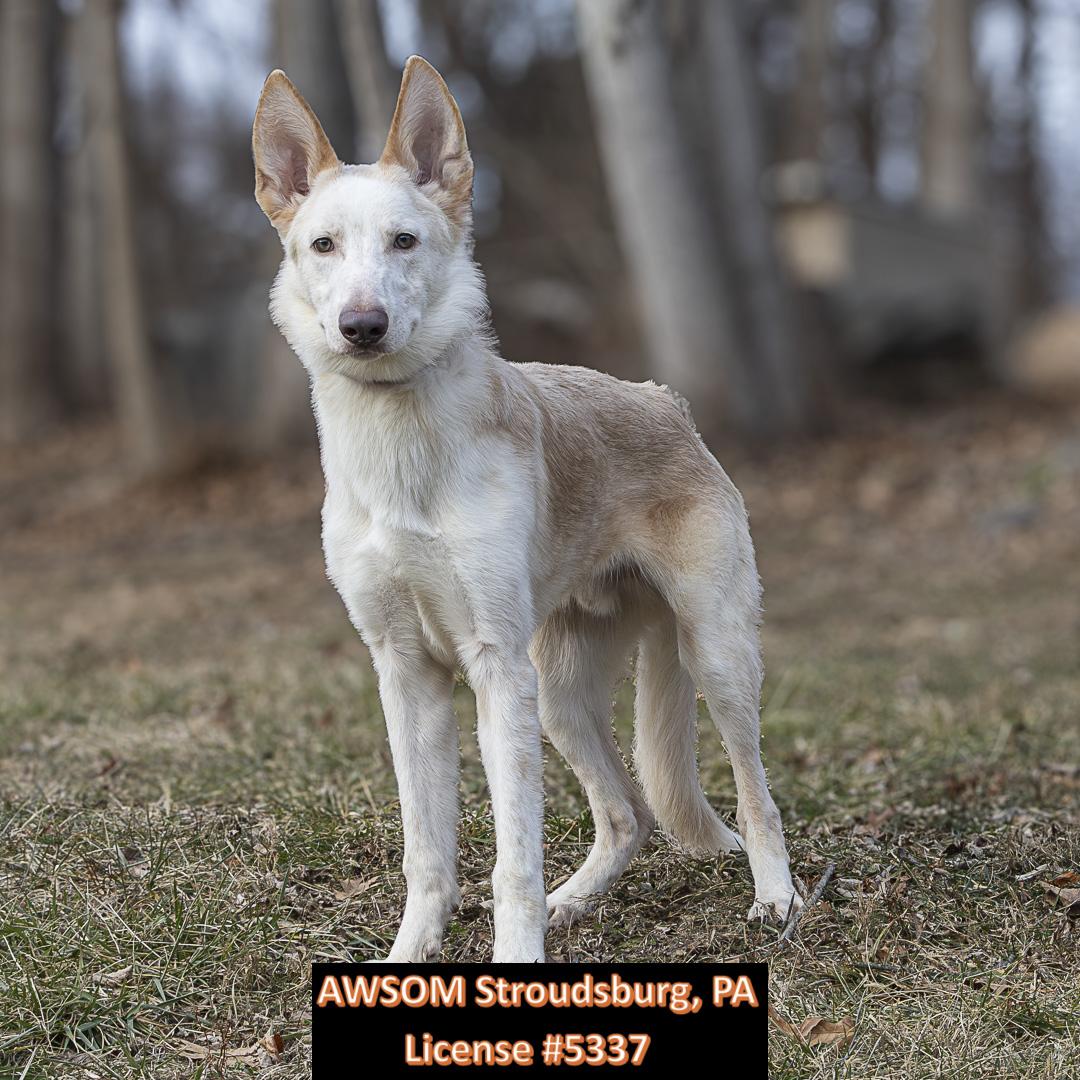 Enlarge Ares, a ADOPTABLE Shepherd in Stroudsburg, PA image 2/2