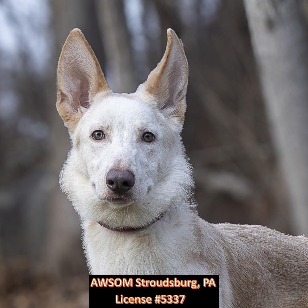 Enlarge Ares, a ADOPTABLE Shepherd in Stroudsburg, PA image 1/2