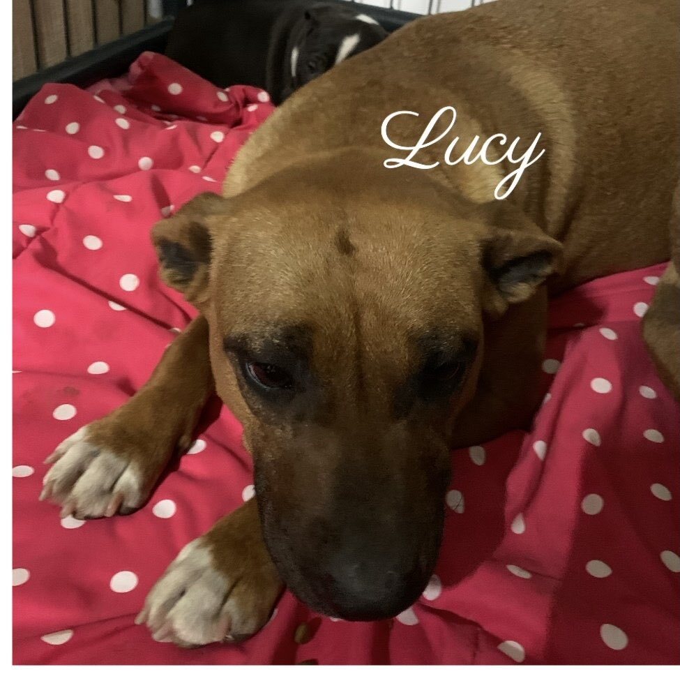 Lucy, Adoptable, Adult Female Black Mouth Cur.