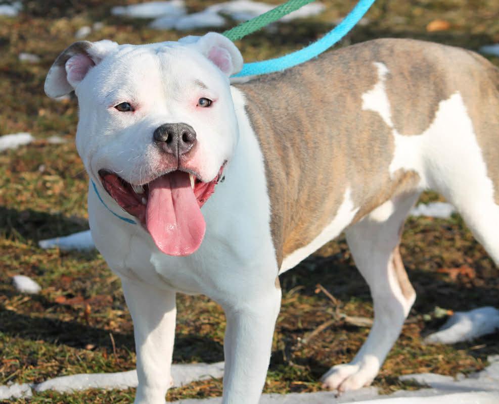 OZZY, a ADOPTABLE Mixed Breed in Wyandotte, MI image 5/6