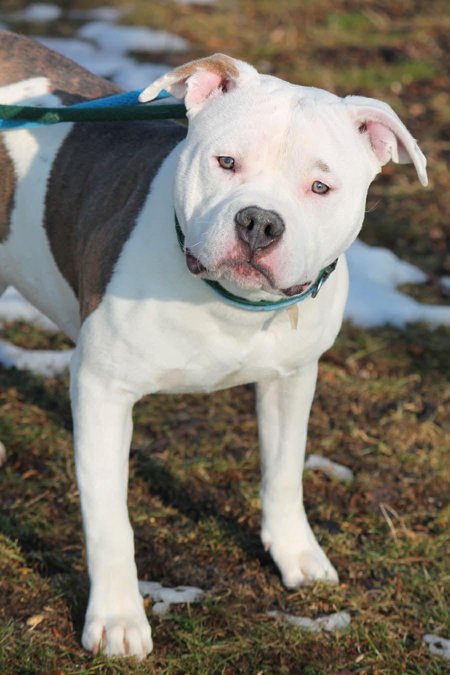 OZZY, a ADOPTABLE Mixed Breed in Wyandotte, MI image 6/6