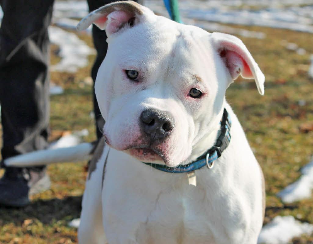OZZY, a ADOPTABLE Mixed Breed in Wyandotte, MI image 2/6