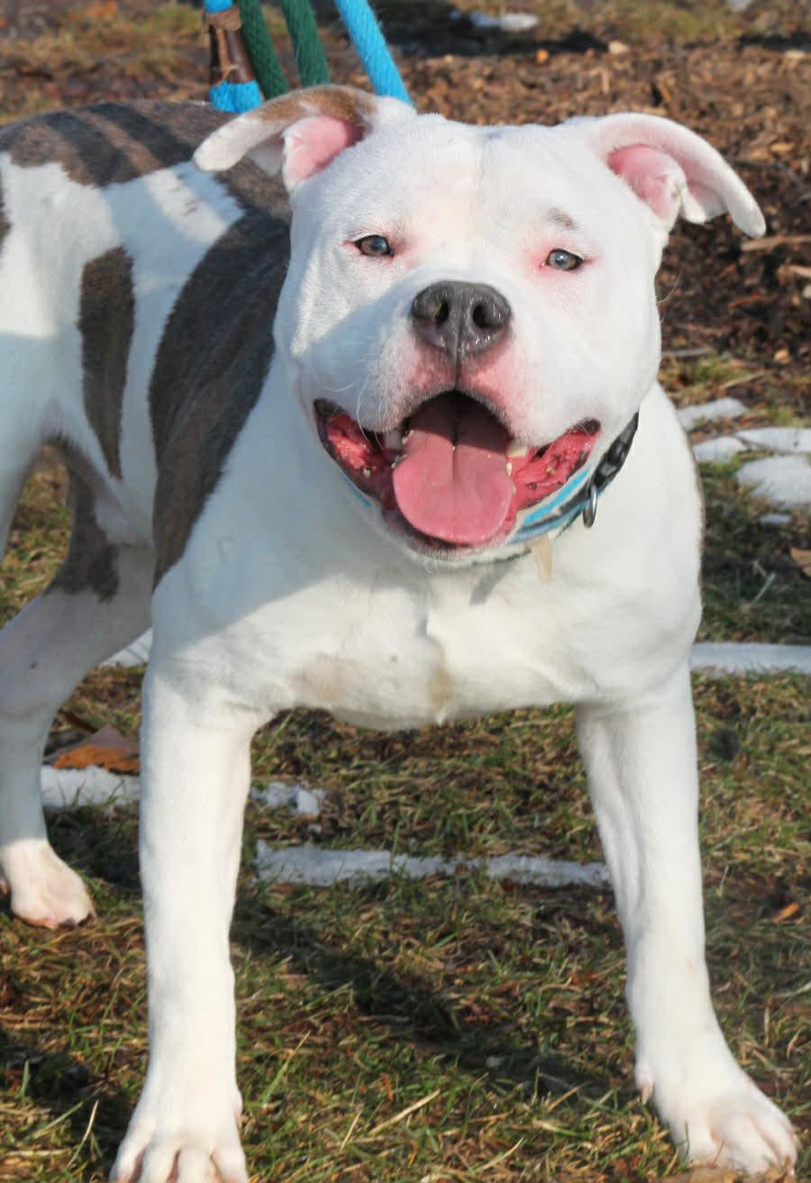 OZZY, a ADOPTABLE Mixed Breed in Wyandotte, MI image 4/6