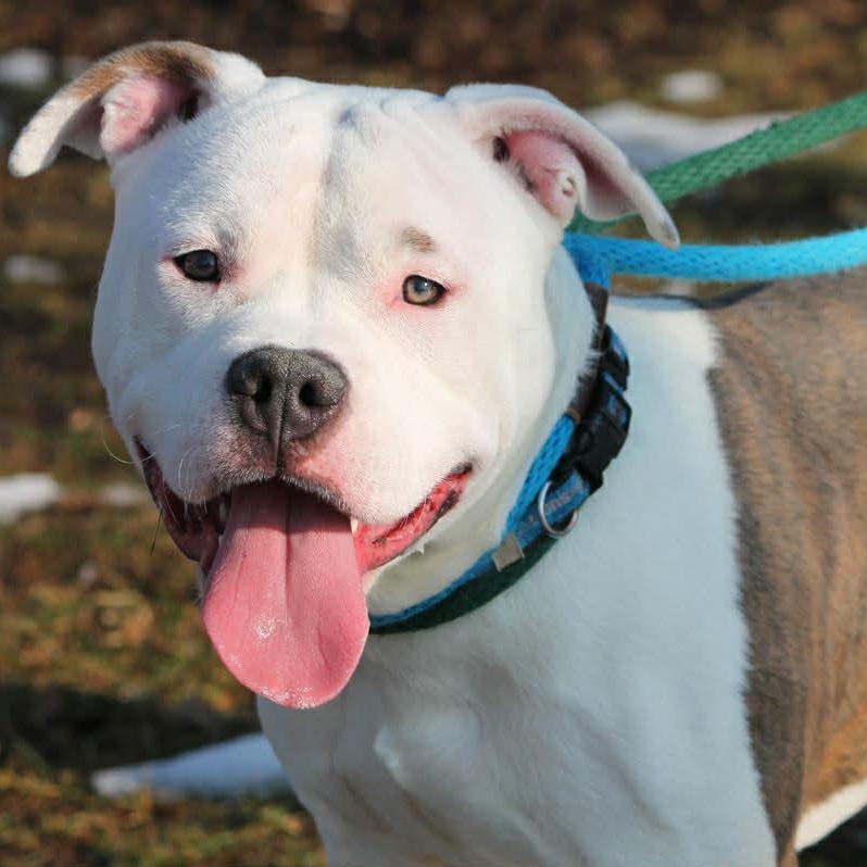 OZZY, a ADOPTABLE Mixed Breed in Wyandotte, MI image 1/6