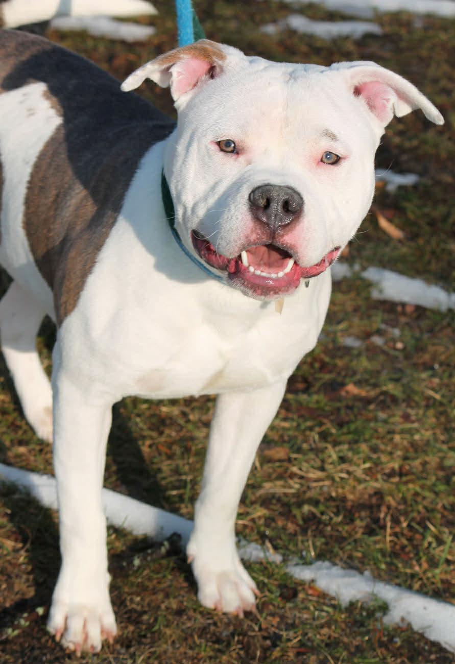 OZZY, a ADOPTABLE Mixed Breed in Wyandotte, MI image 3/6