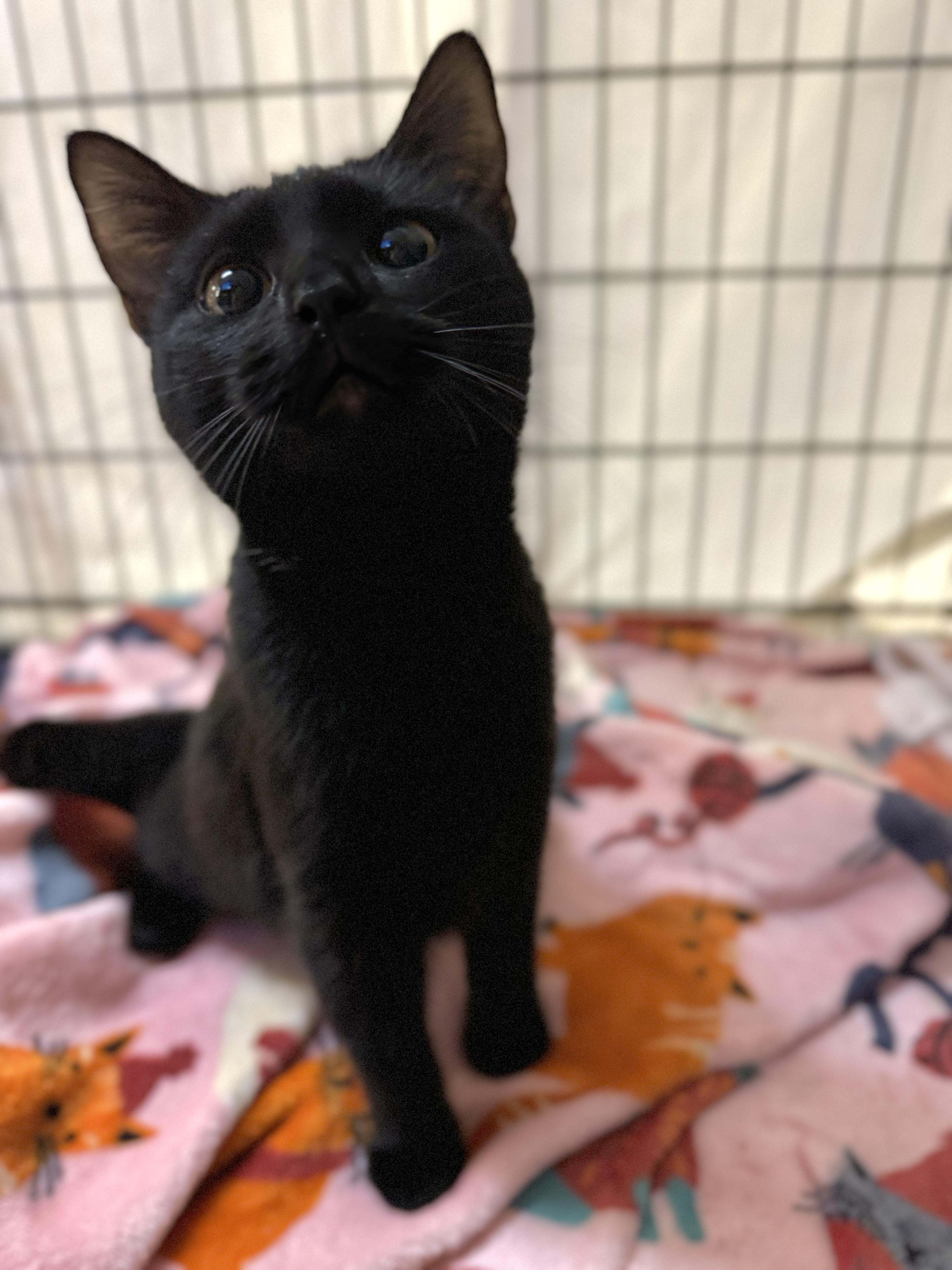 Enlarge Blossom, a Adopted Domestic Short Hair in Mount Juliet, TN image 3/4