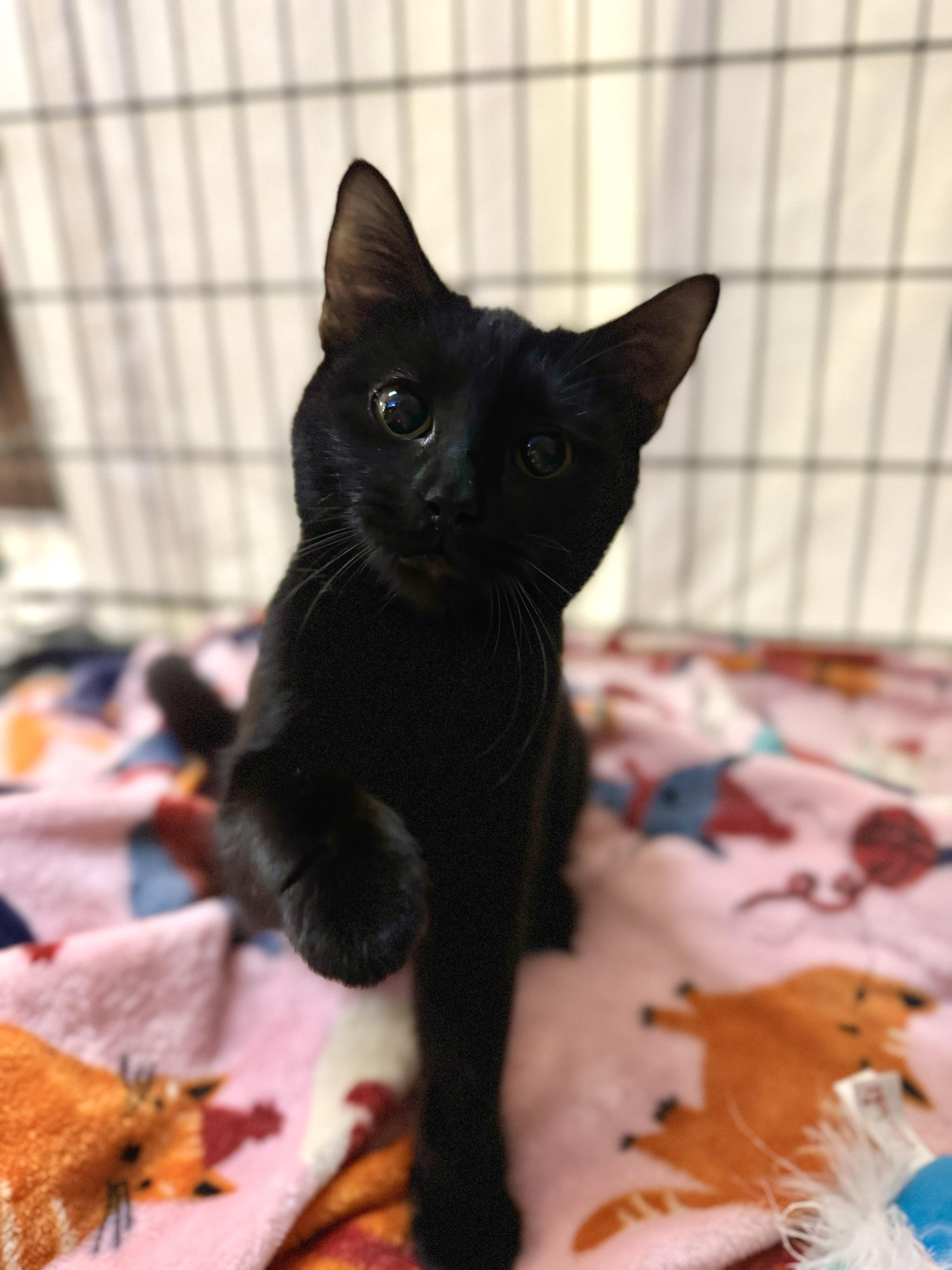 Blossom, Adopted, Young Female Domestic Short Hair.