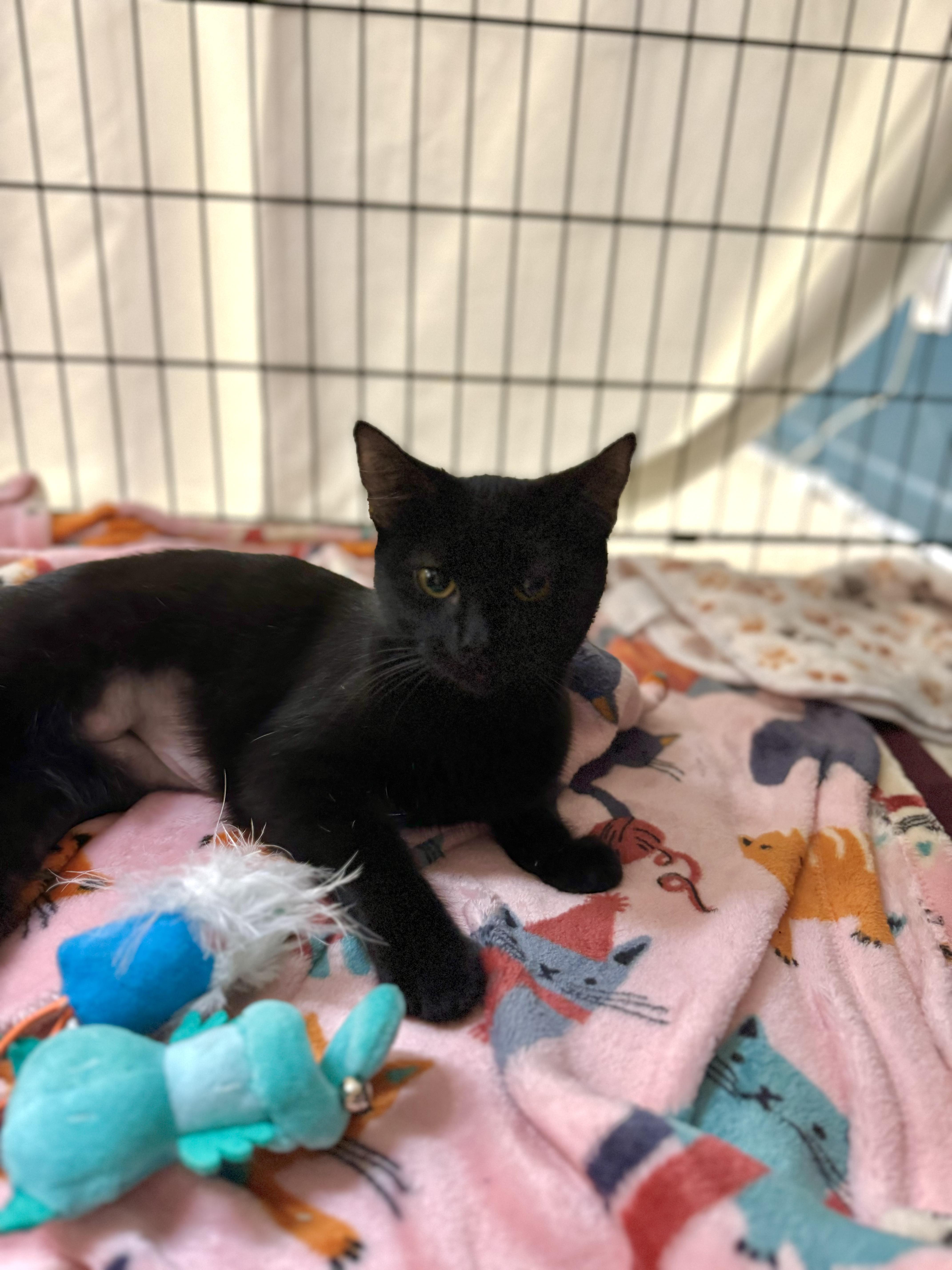 Enlarge Blossom, a Adopted Domestic Short Hair in Mount Juliet, TN image 2/4