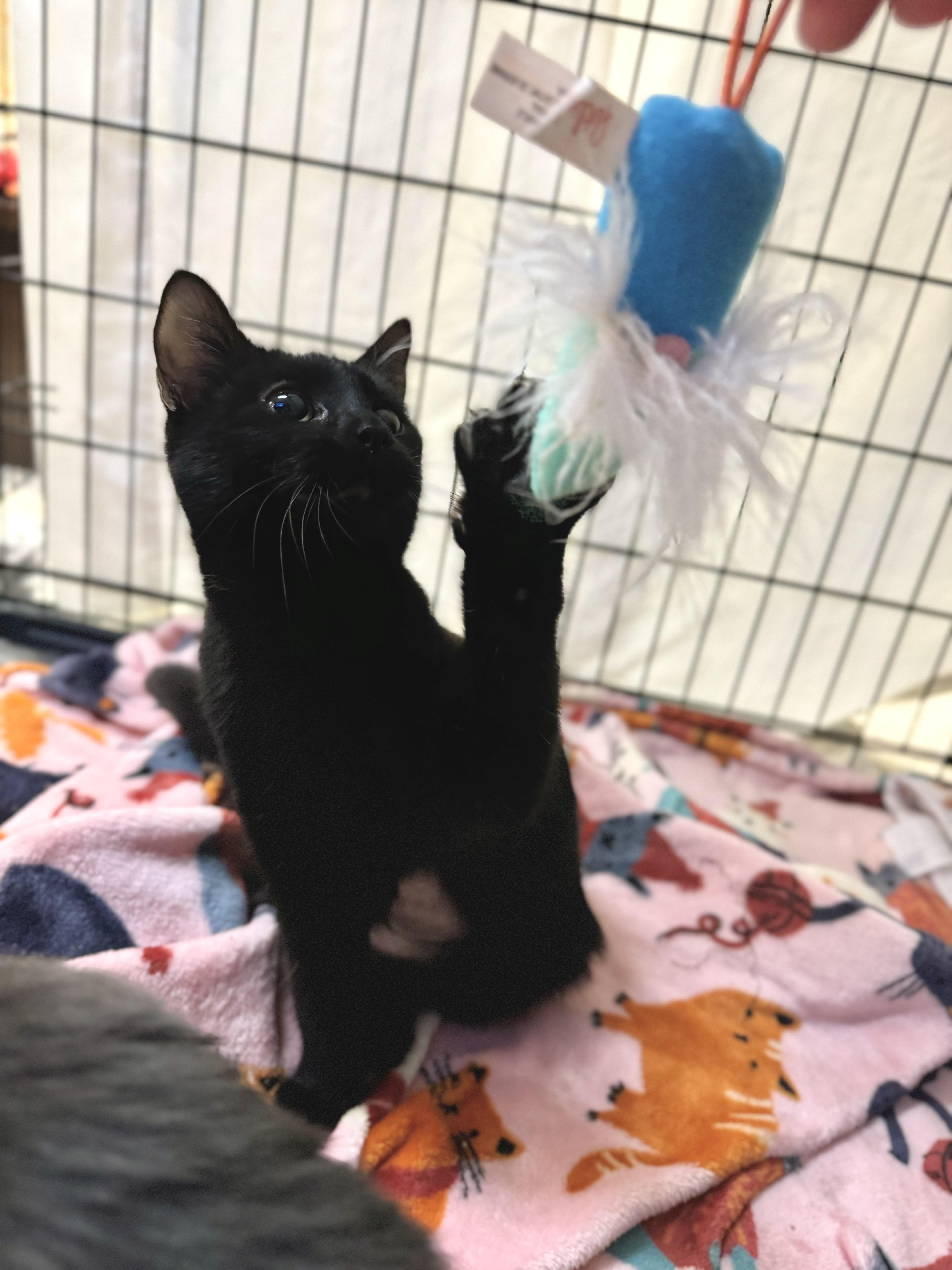 Enlarge Blossom, a Adopted Domestic Short Hair in Mount Juliet, TN image 4/4