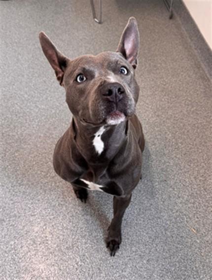 Enlarge CLEOPATRA, a Adoptable mixed breed in Toledo, OH image 1/1