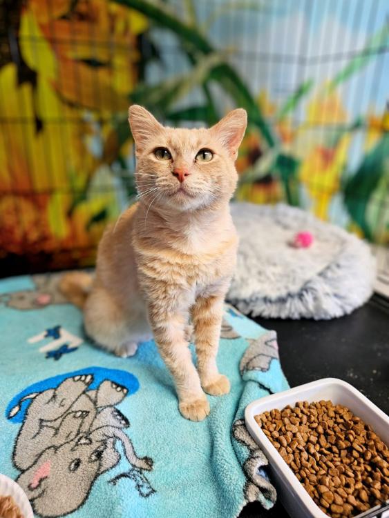 Ginger, Adult Male Domestic Short Hair