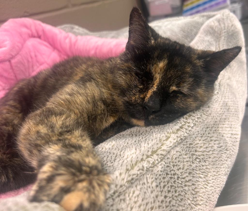 Magnolia, Adoptable, Adult Female Domestic Short Hair.