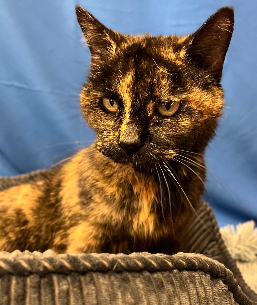 Enlarge Magnolia, a Adoptable mixed breed in Wintersville, OH image 2/6