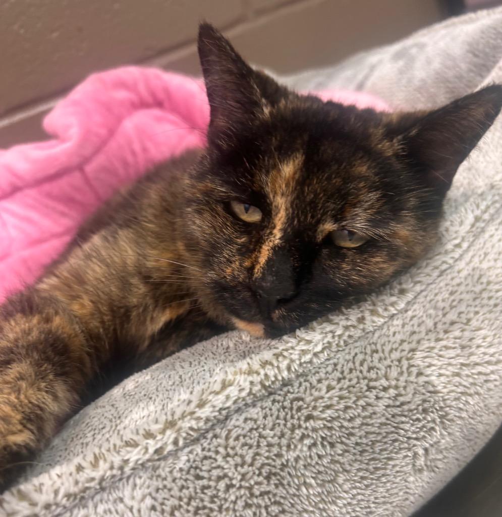 Enlarge Magnolia, a Adoptable mixed breed in Wintersville, OH image 4/6