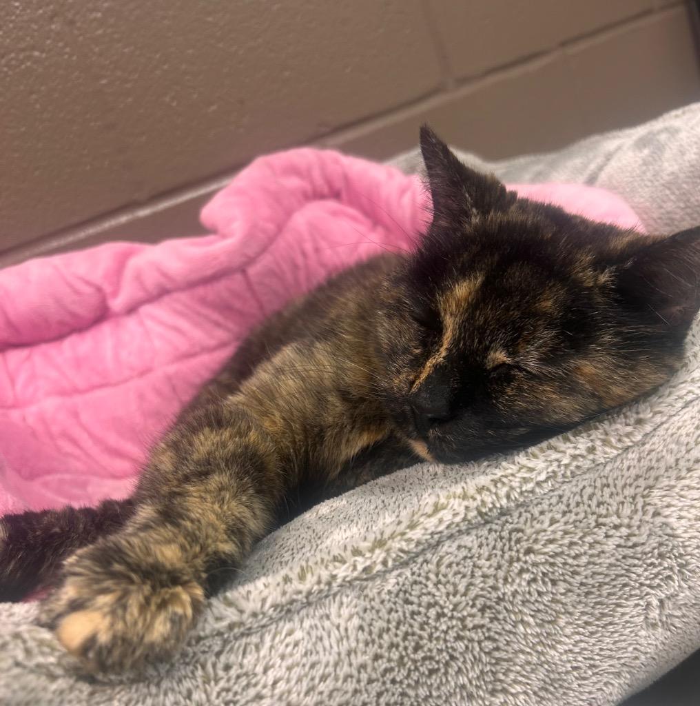 Enlarge Magnolia, a Adoptable mixed breed in Wintersville, OH image 5/6