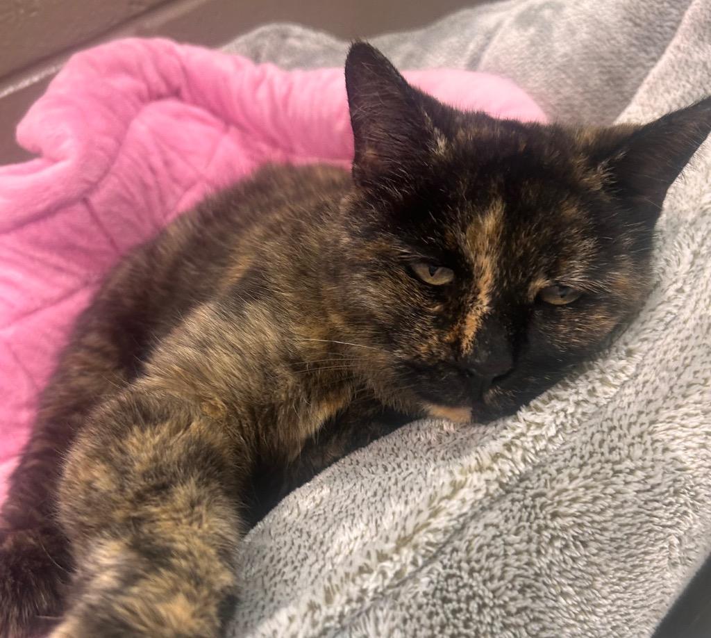 Enlarge Magnolia, a Adoptable mixed breed in Wintersville, OH image 6/6