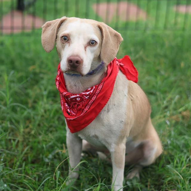 Enlarge TONY, a Adoptable mixed breed in San Antonio, TX image 1/1